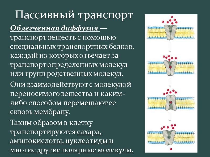 Пассивный транспорт  Облегченная диффузия — транспорт веществ с помощью   специальных транспортных